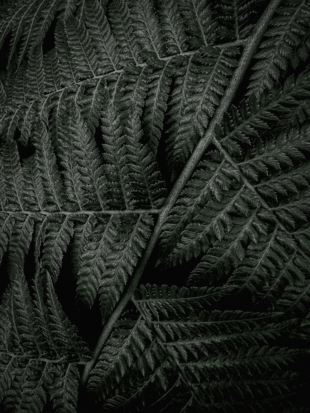 a black and white photo of a leaf