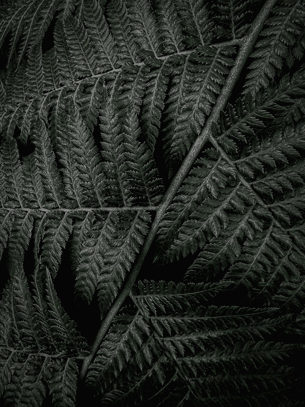 나뭇잎의 흑백 사진