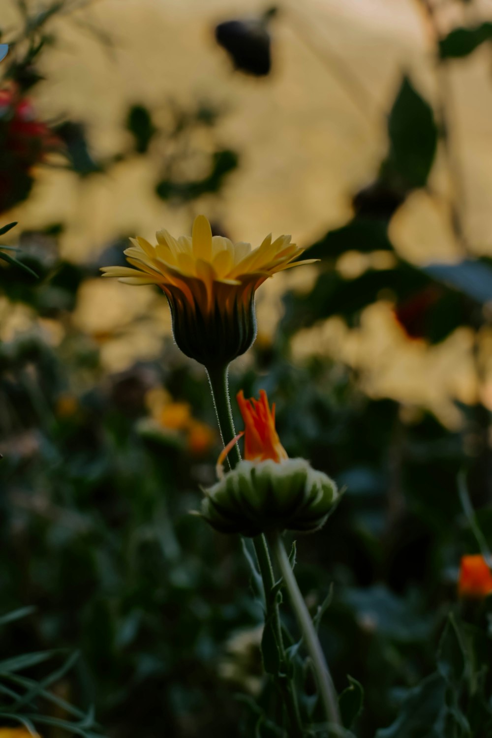 un primo piano di un fiore in un campo