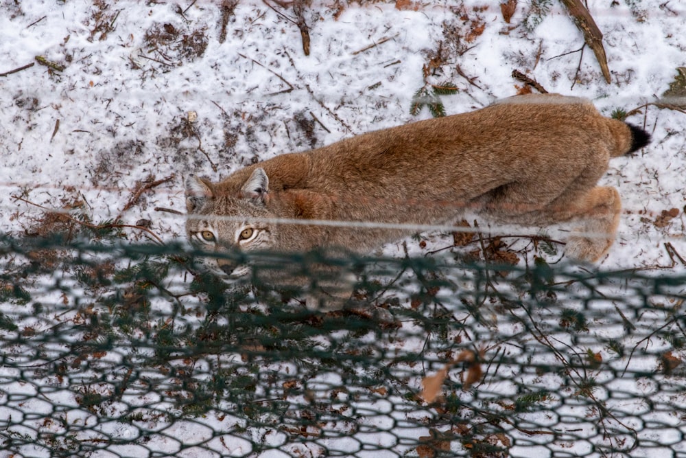 um gato que está de pé na neve