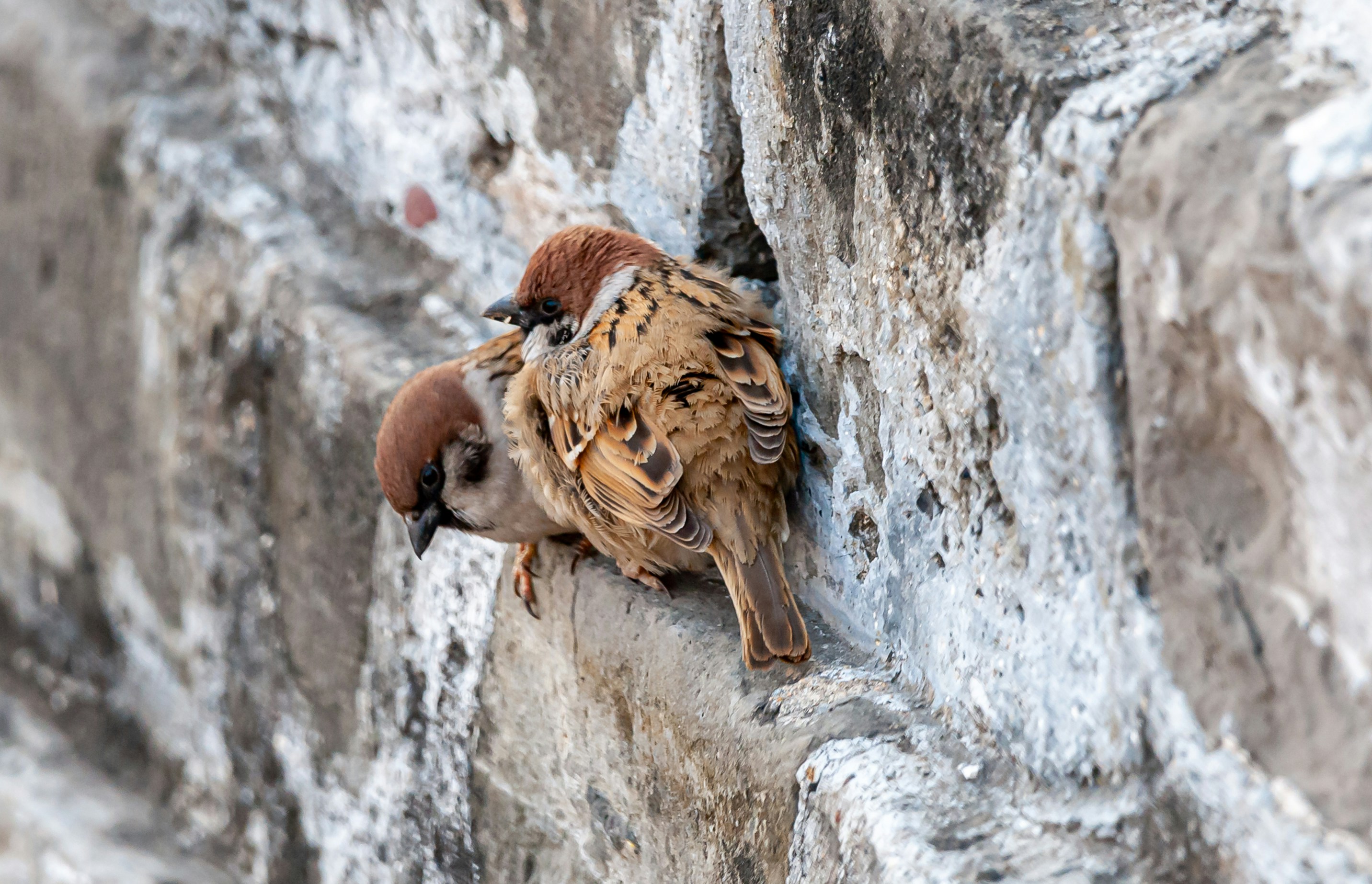 a bird is sitting on a ledge with another bird