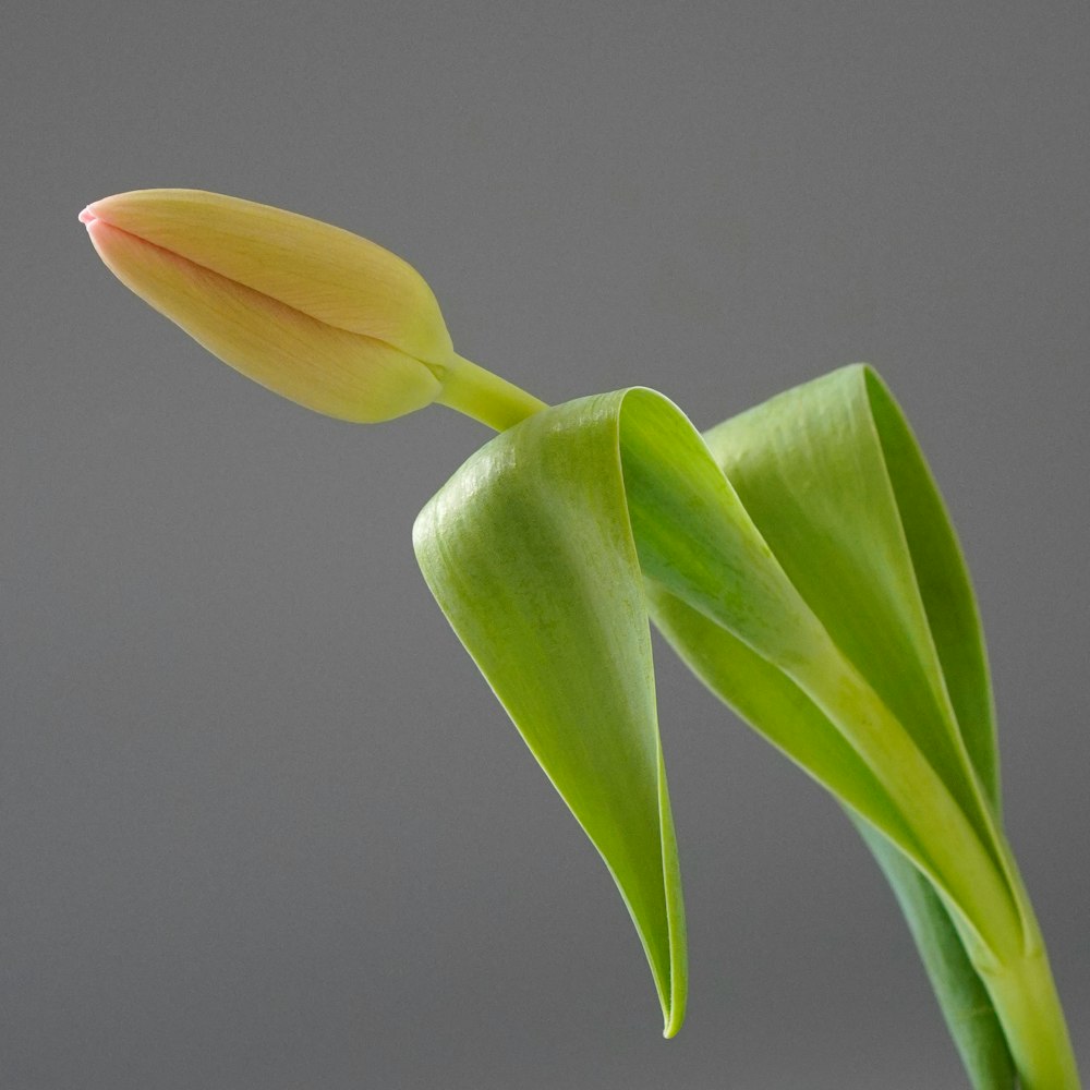 a close up of a flower with a gray background