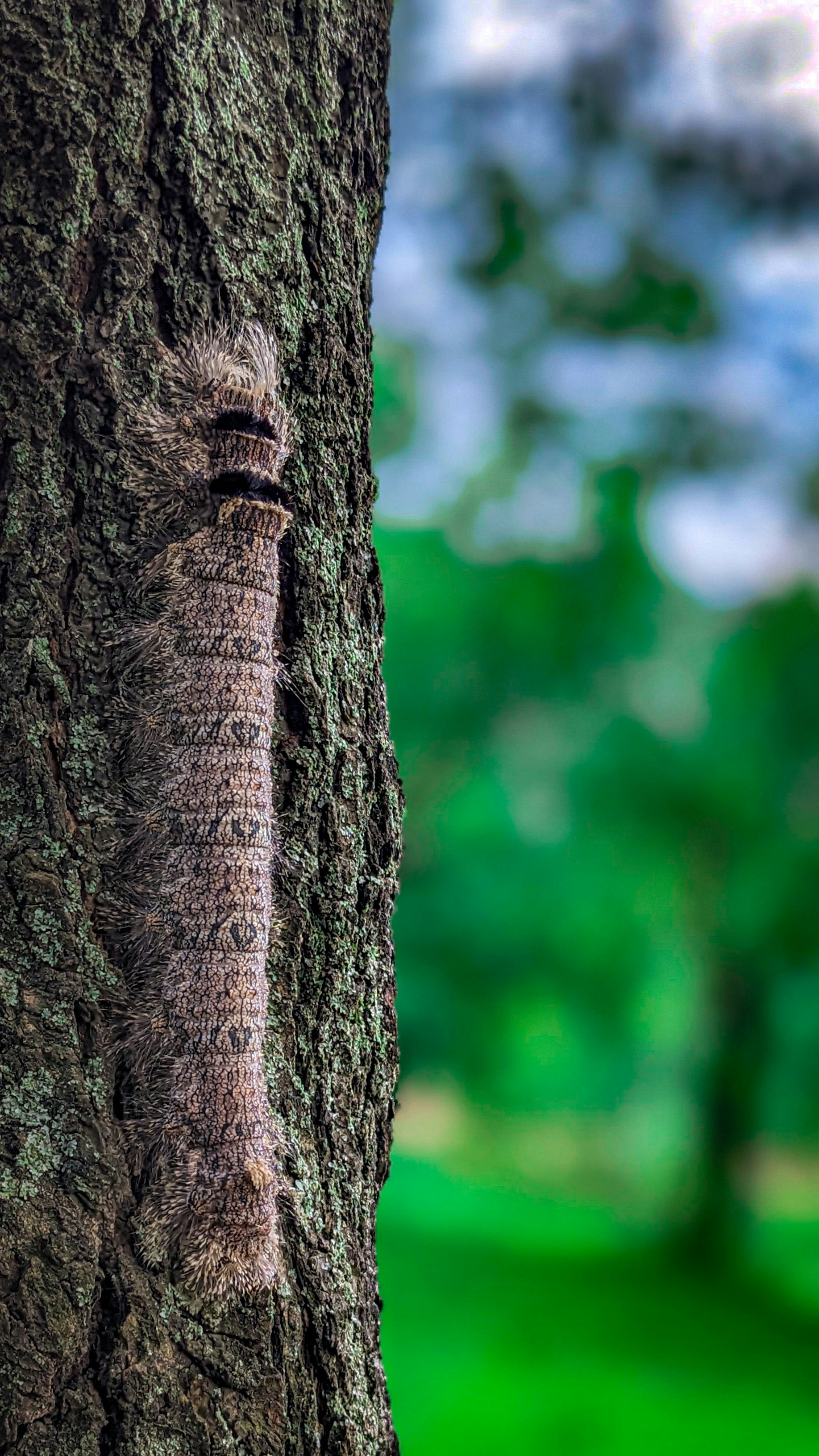 un primo piano di un albero con una faccia su di esso