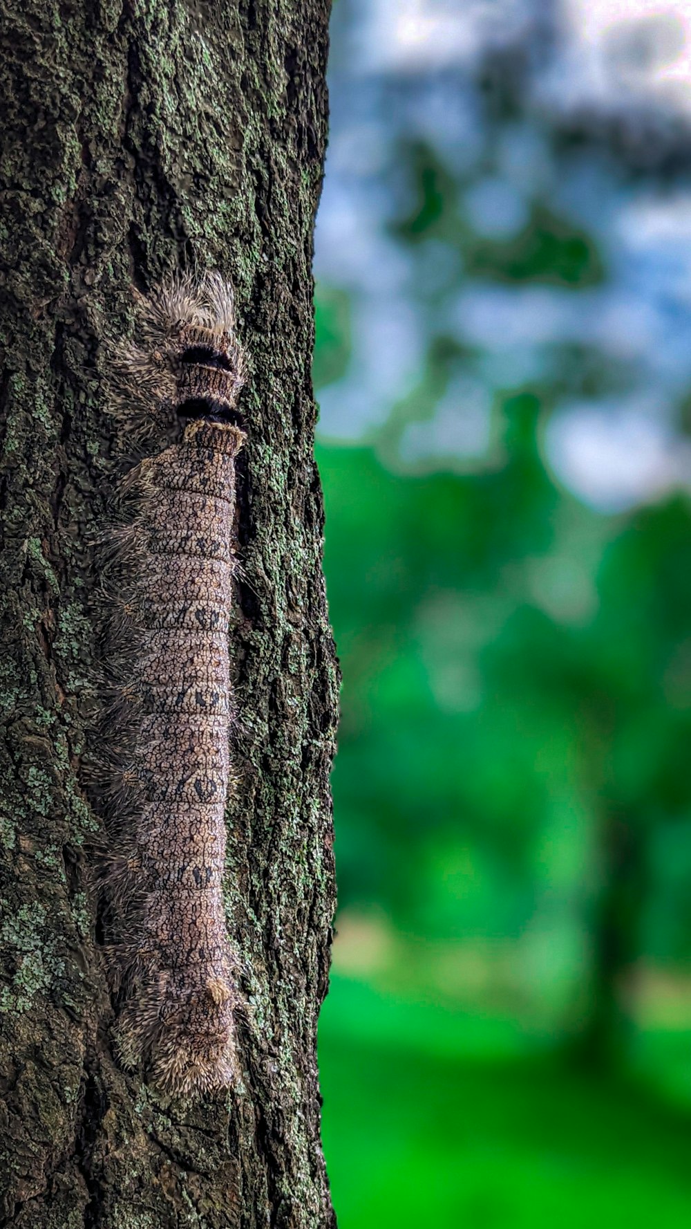 a close up of a tree with a face on it