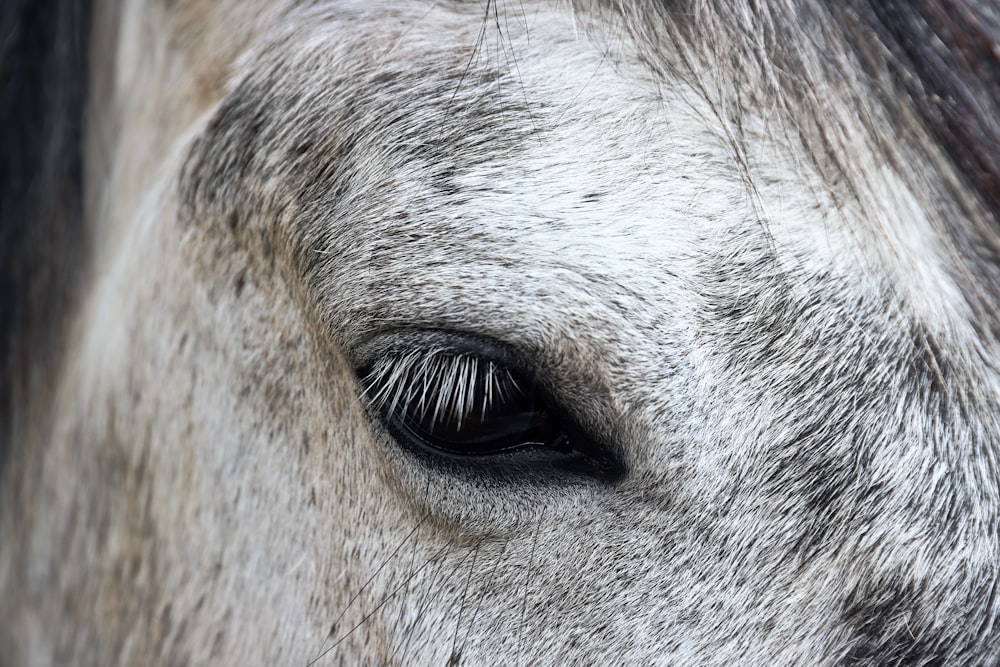 a close up of a white horse's eye