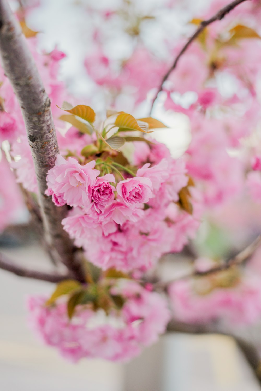 pink flowers are blooming on the branches of a tree