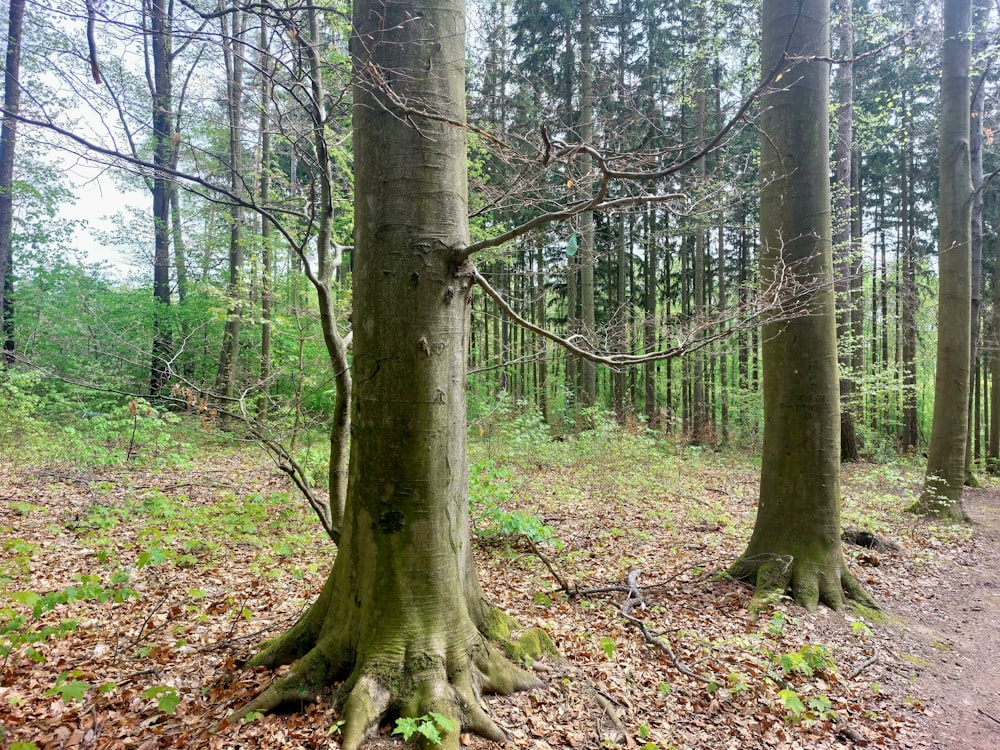 a trail in the woods with trees and leaves on the ground