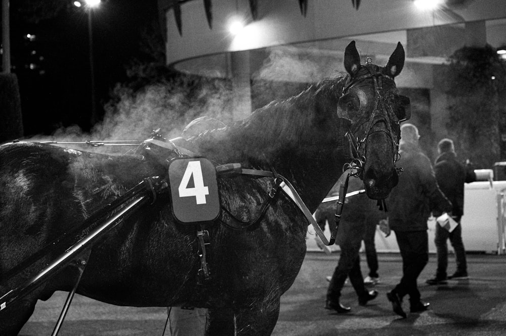 a black and white photo of a horse with a number on it