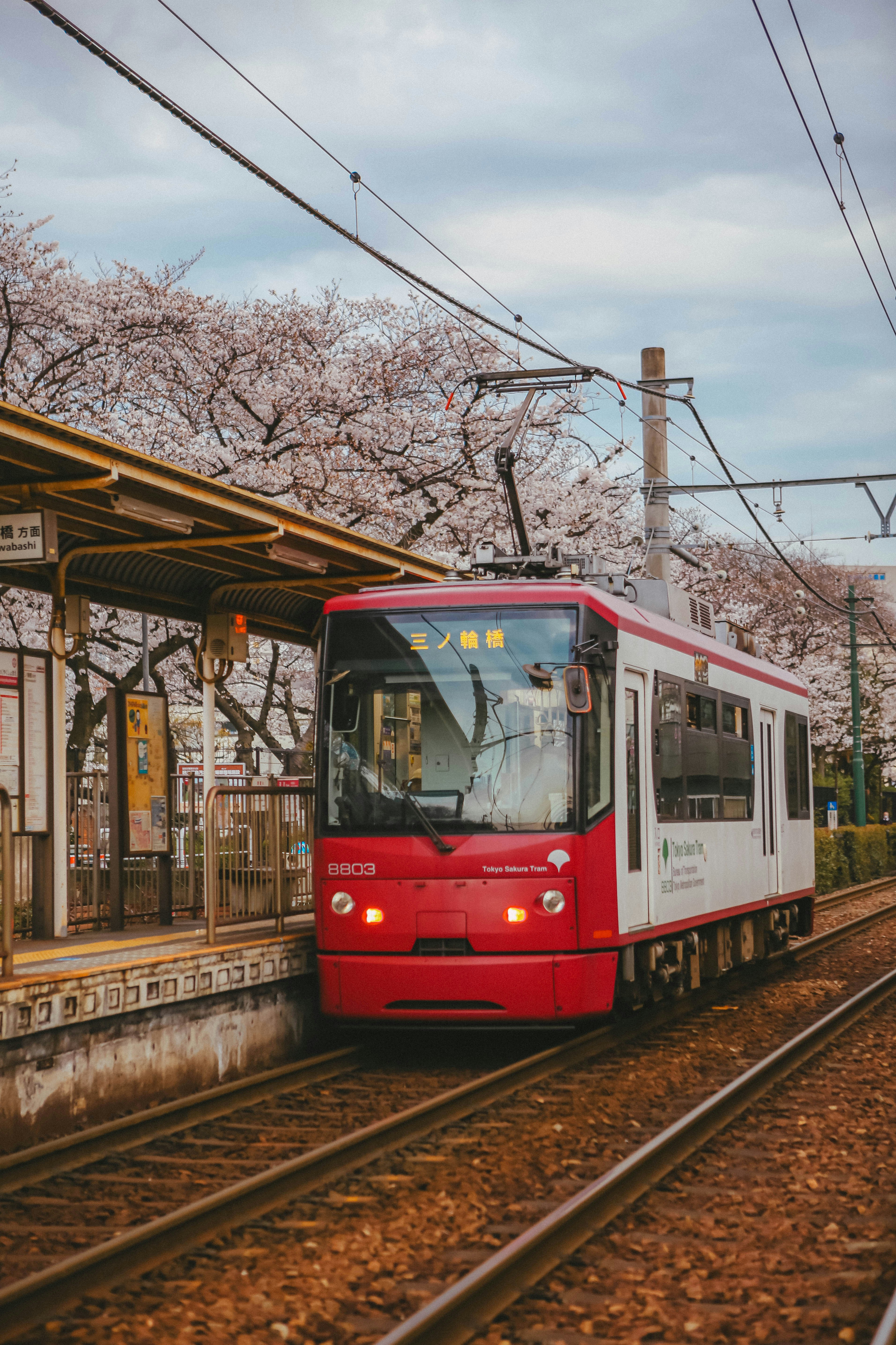 Tokyo Sakura Tram