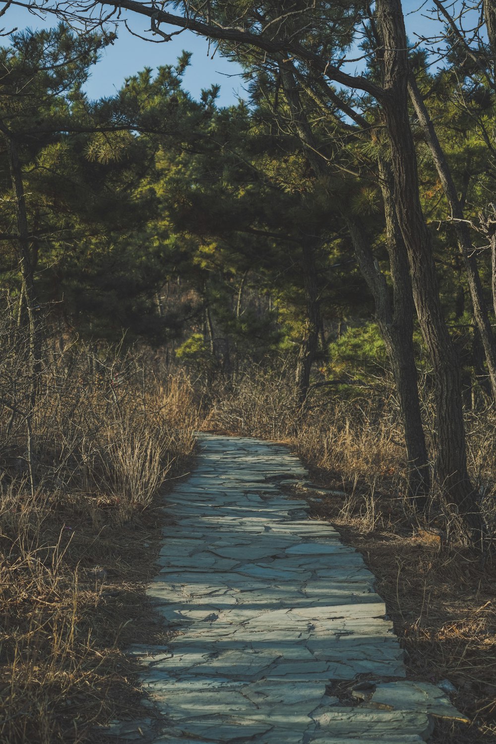 a stone path in the middle of a forest