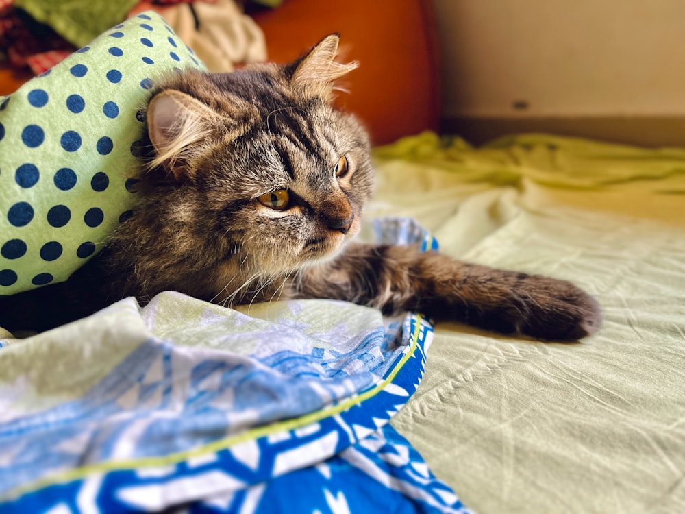 a cat that is laying down on a bed