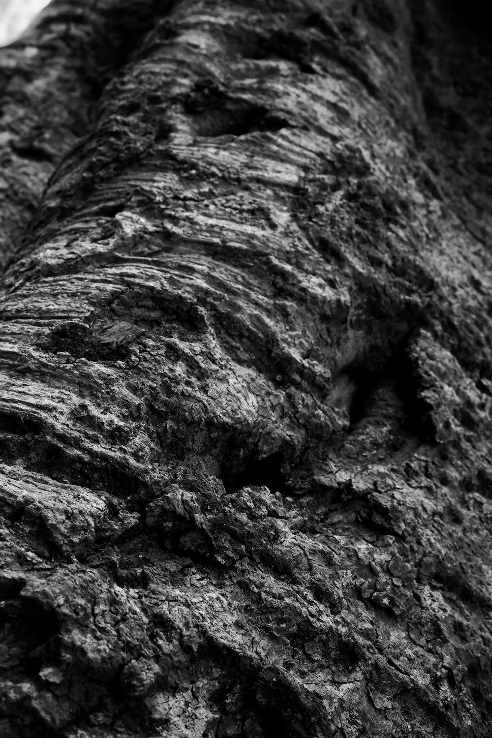 a black and white photo of a tree trunk