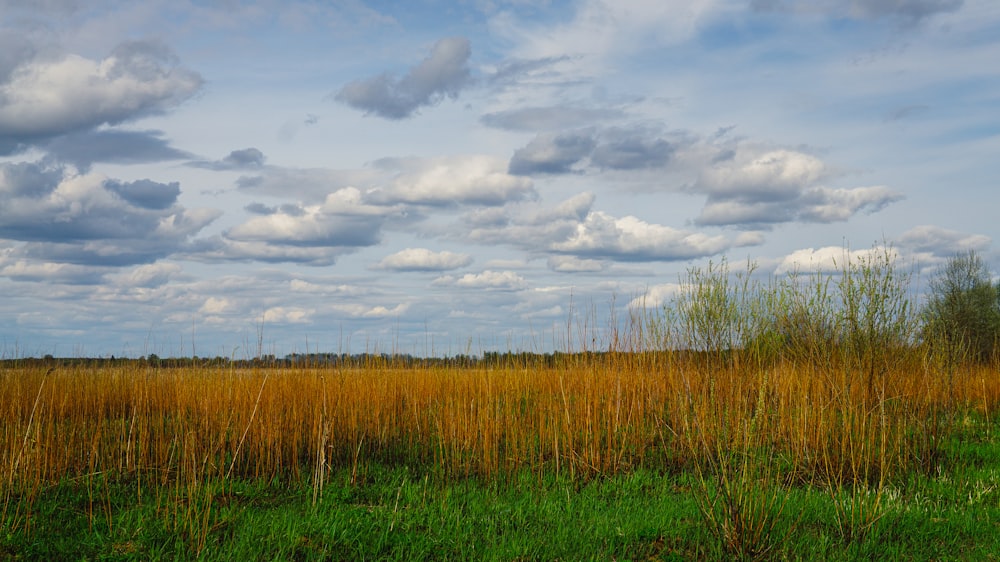 a field with tall grass and clouds in the sky