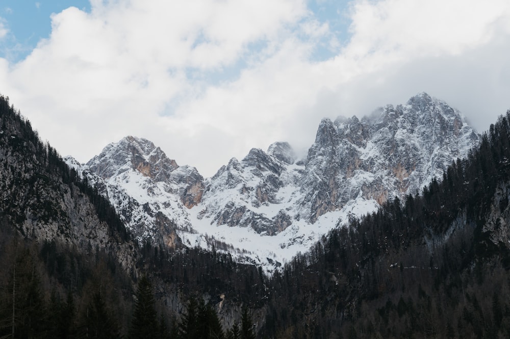 a snowy mountain range with pine trees in the foreground