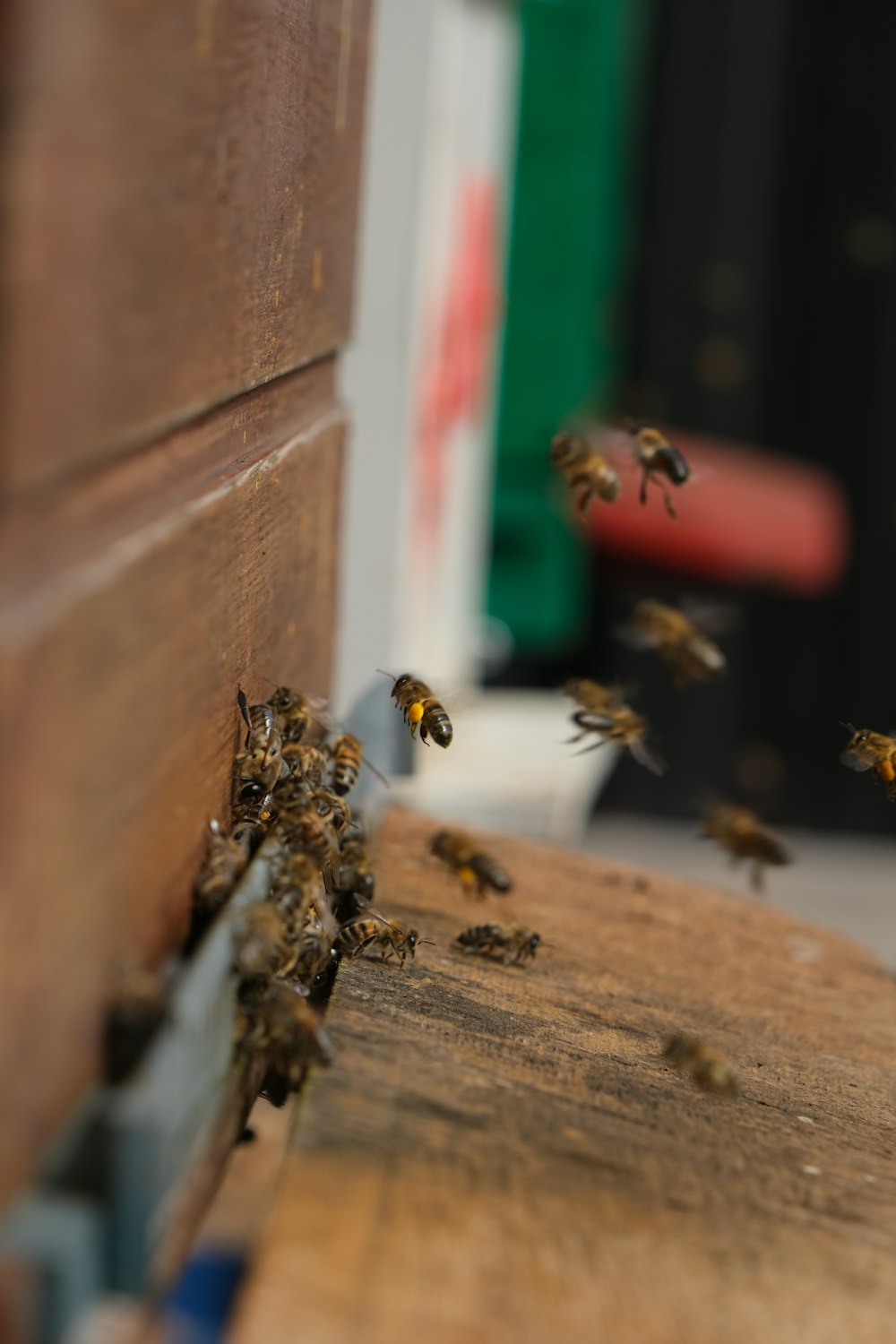 a bunch of bees flying around on a piece of wood