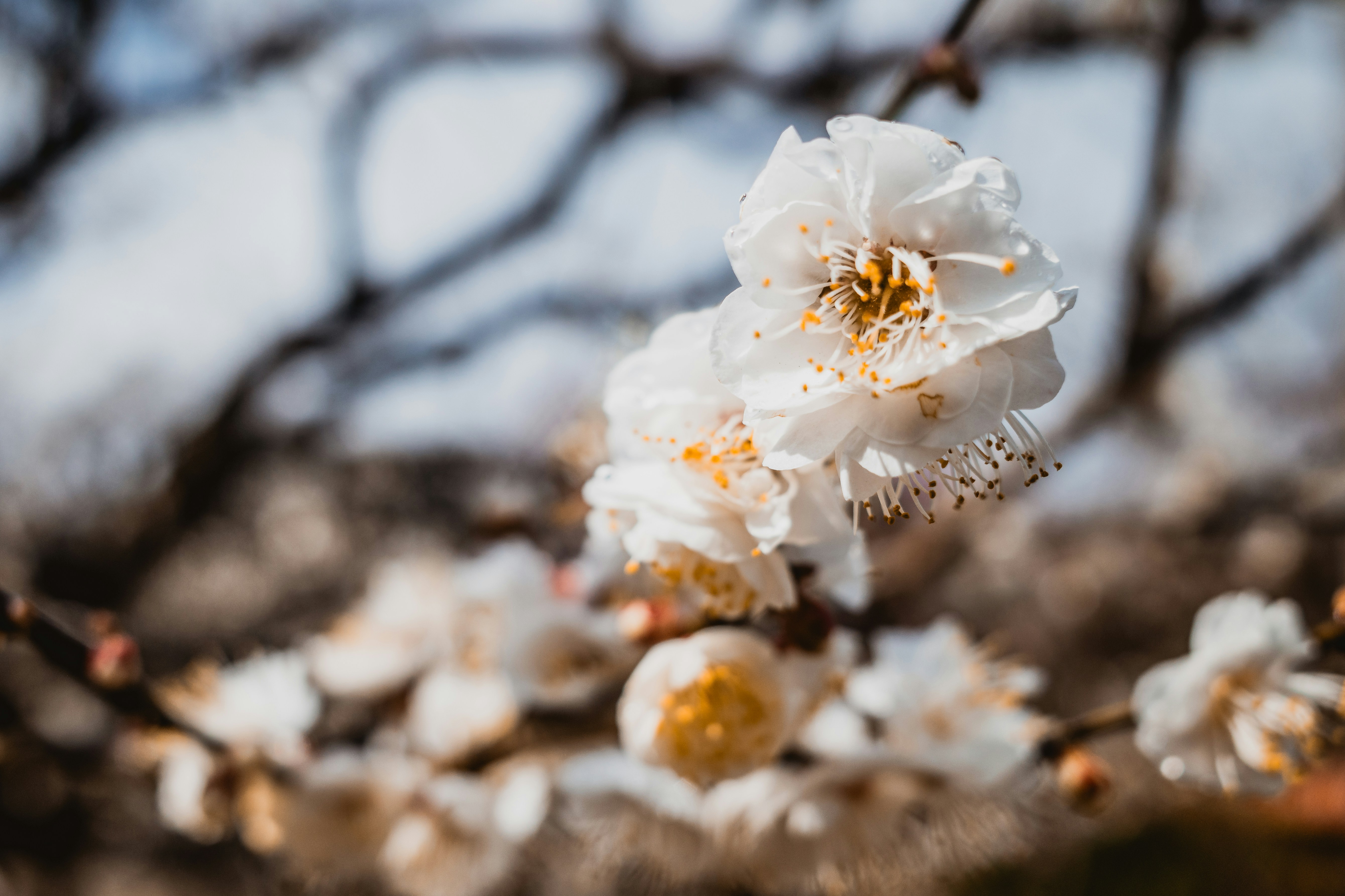 a close up of a flower on a tree