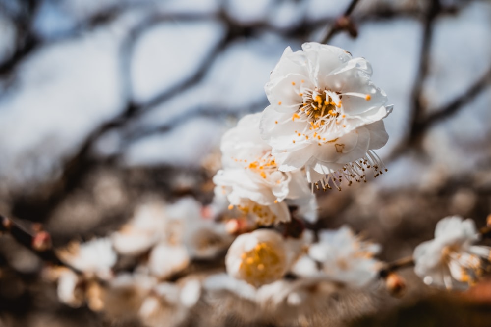 a close up of a flower on a tree