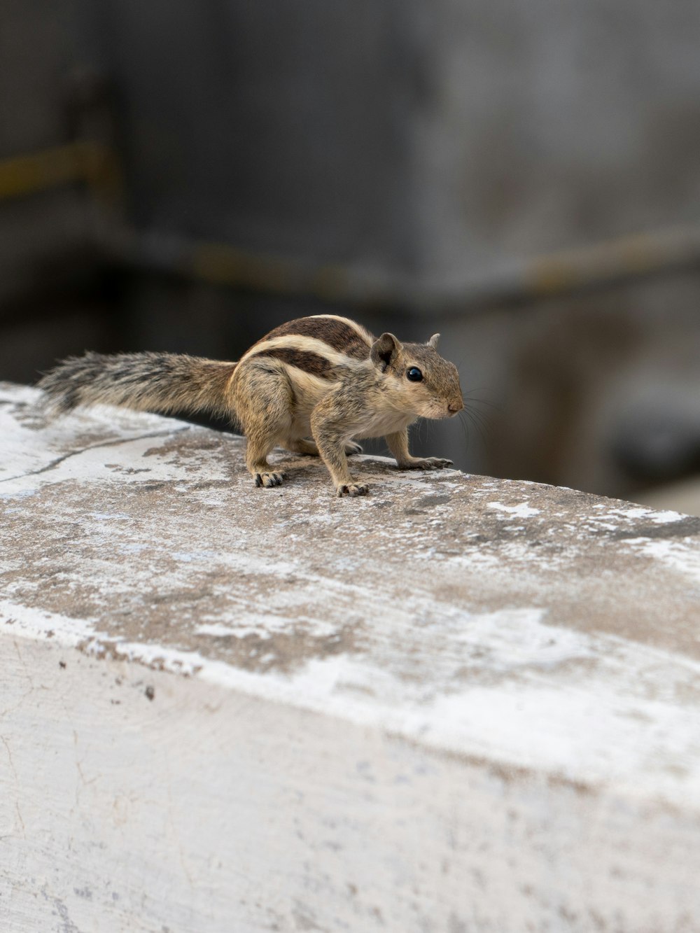 a small squirrel is standing on a ledge