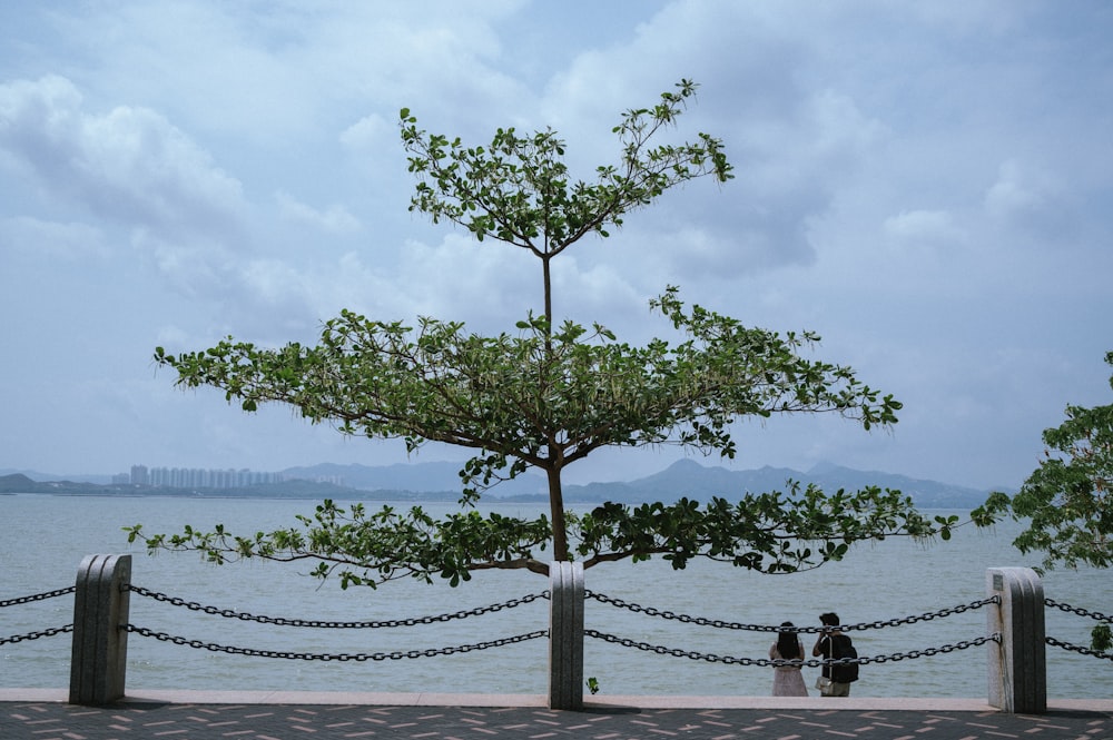 a couple of people standing next to a tree