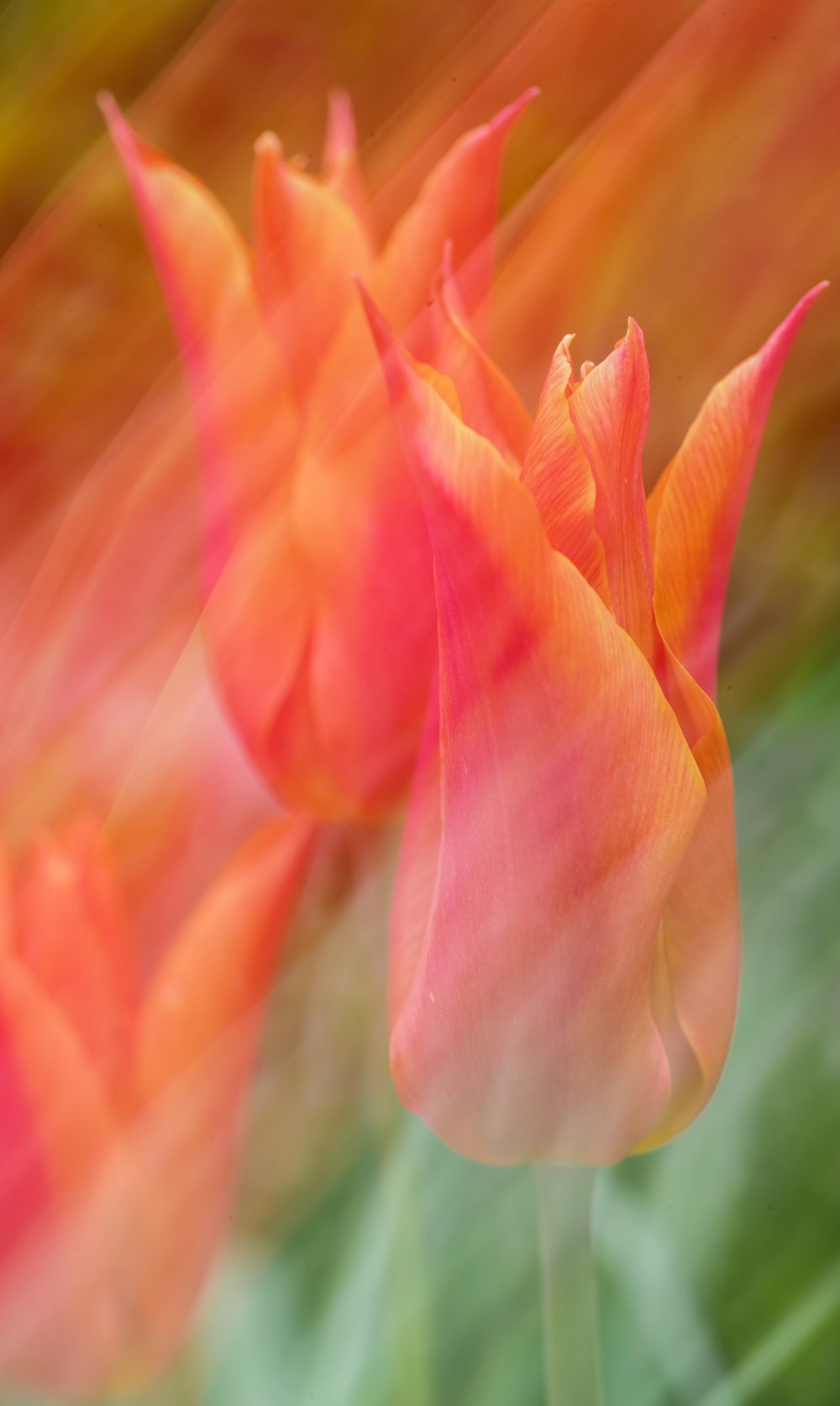 a blurry photo of a bunch of orange tulips