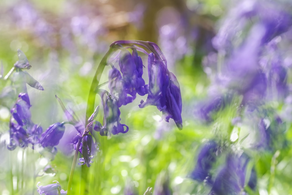 a bunch of purple flowers that are in the grass