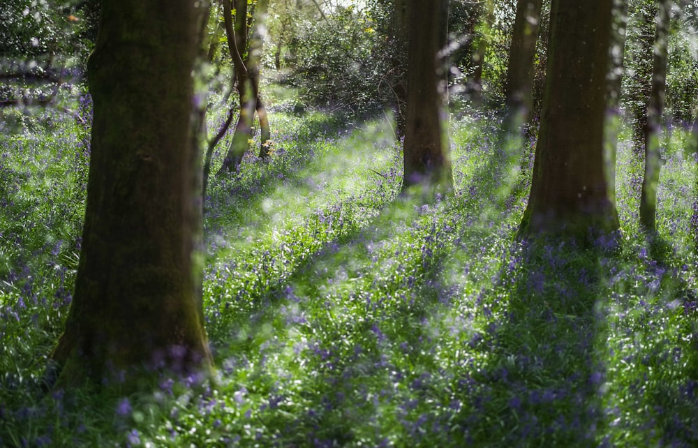 a forest filled with lots of trees and purple flowers