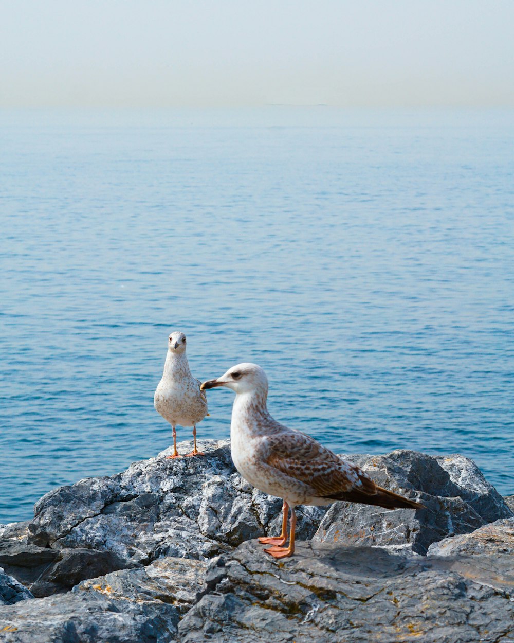 two seagulls are standing on a rock by the water