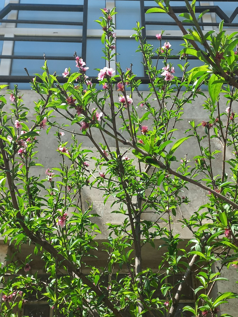 a tree with pink flowers in front of a building