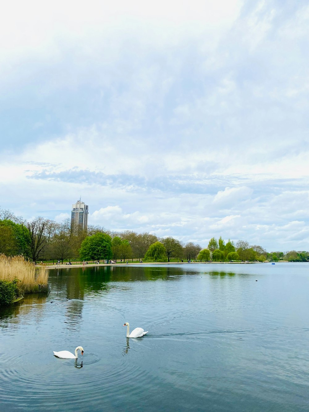 two swans swimming in a lake with tall buildings in the background