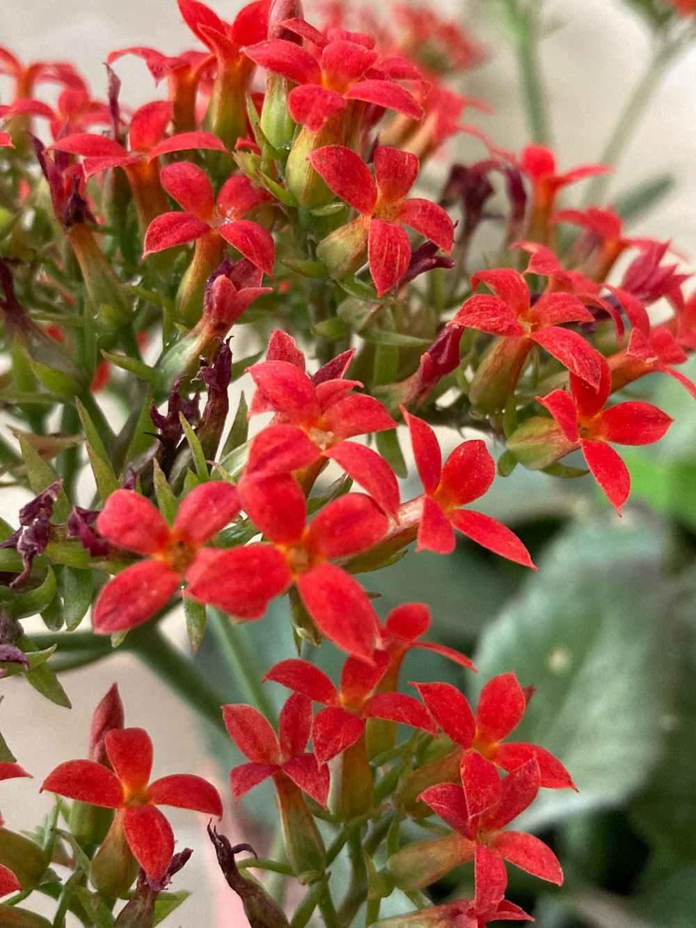 a close up of a bunch of red flowers