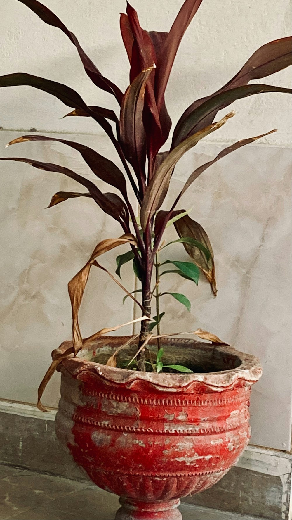 a plant in a red vase on a table