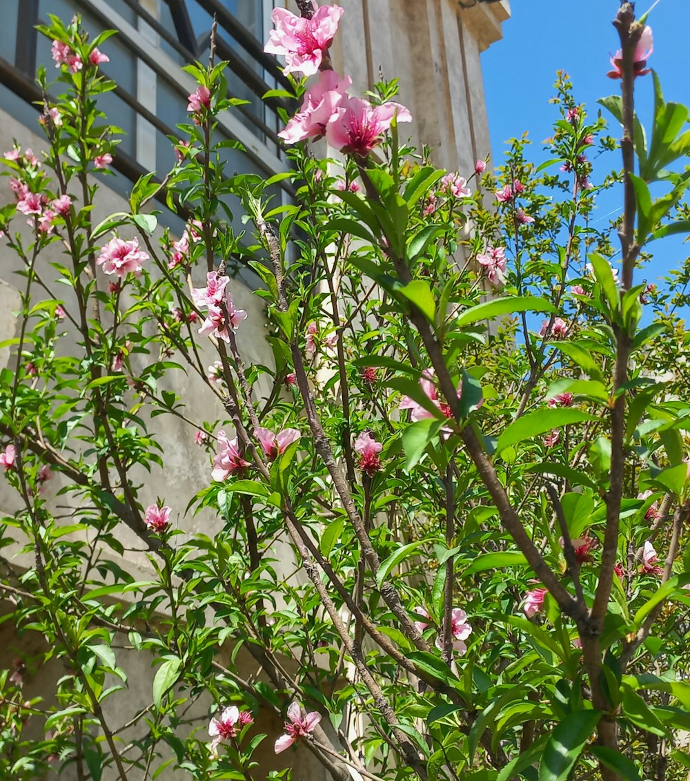 a tree with pink flowers in front of a building