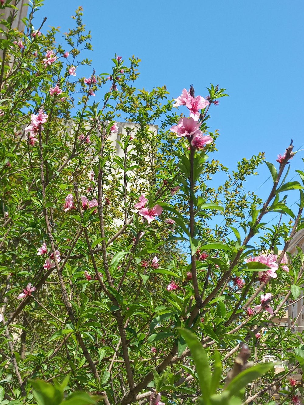 a bush with pink flowers and green leaves