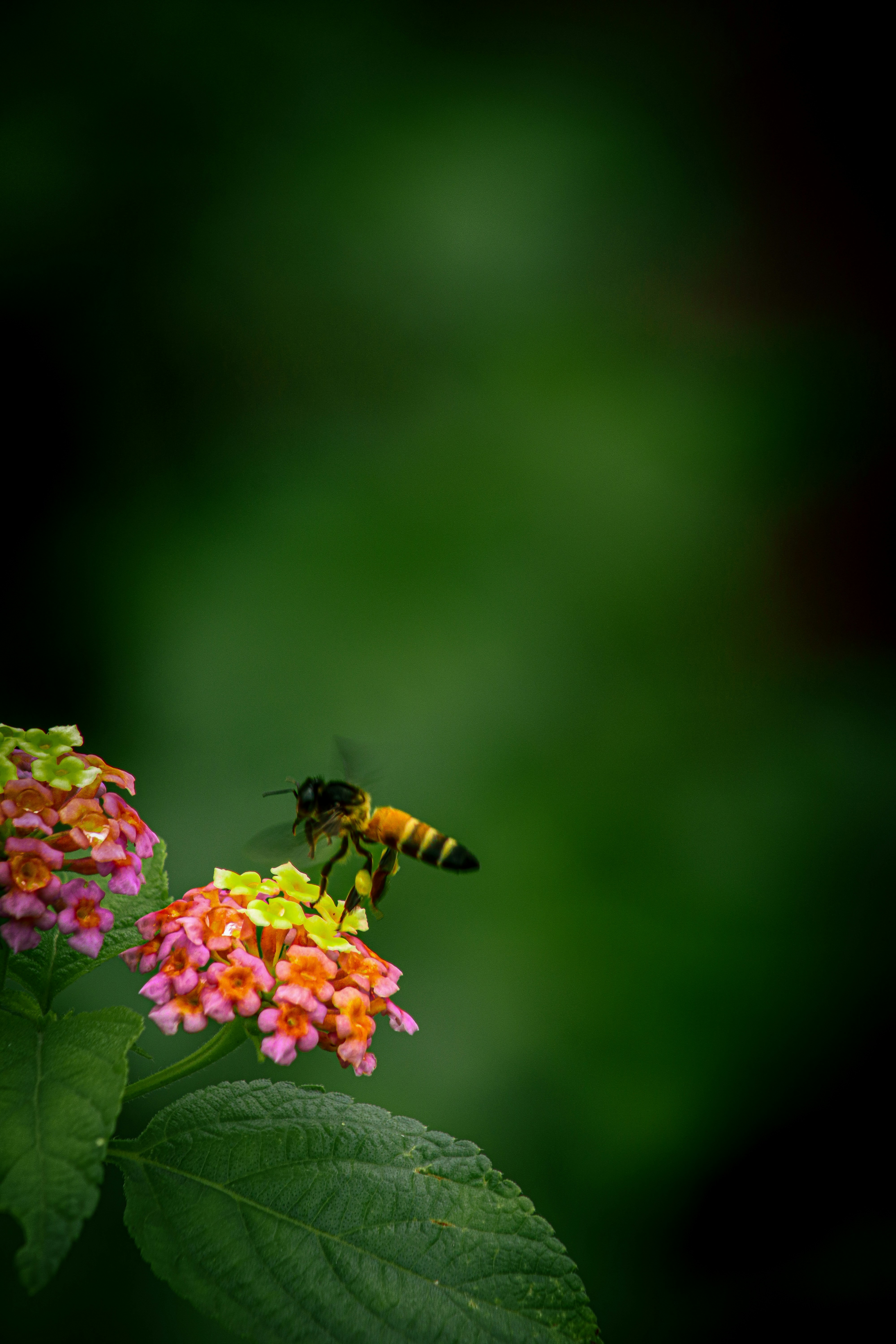 Photo by pushpak_art