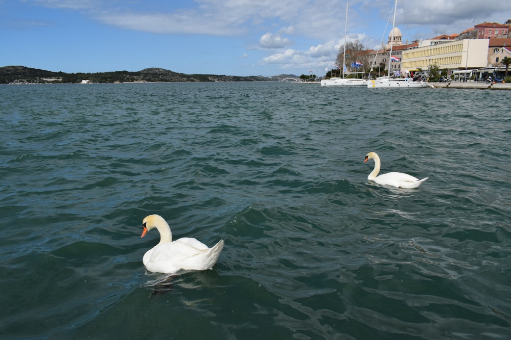 two swans swimming in the water near a city