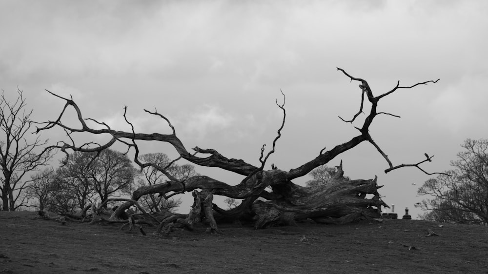 a black and white photo of a dead tree