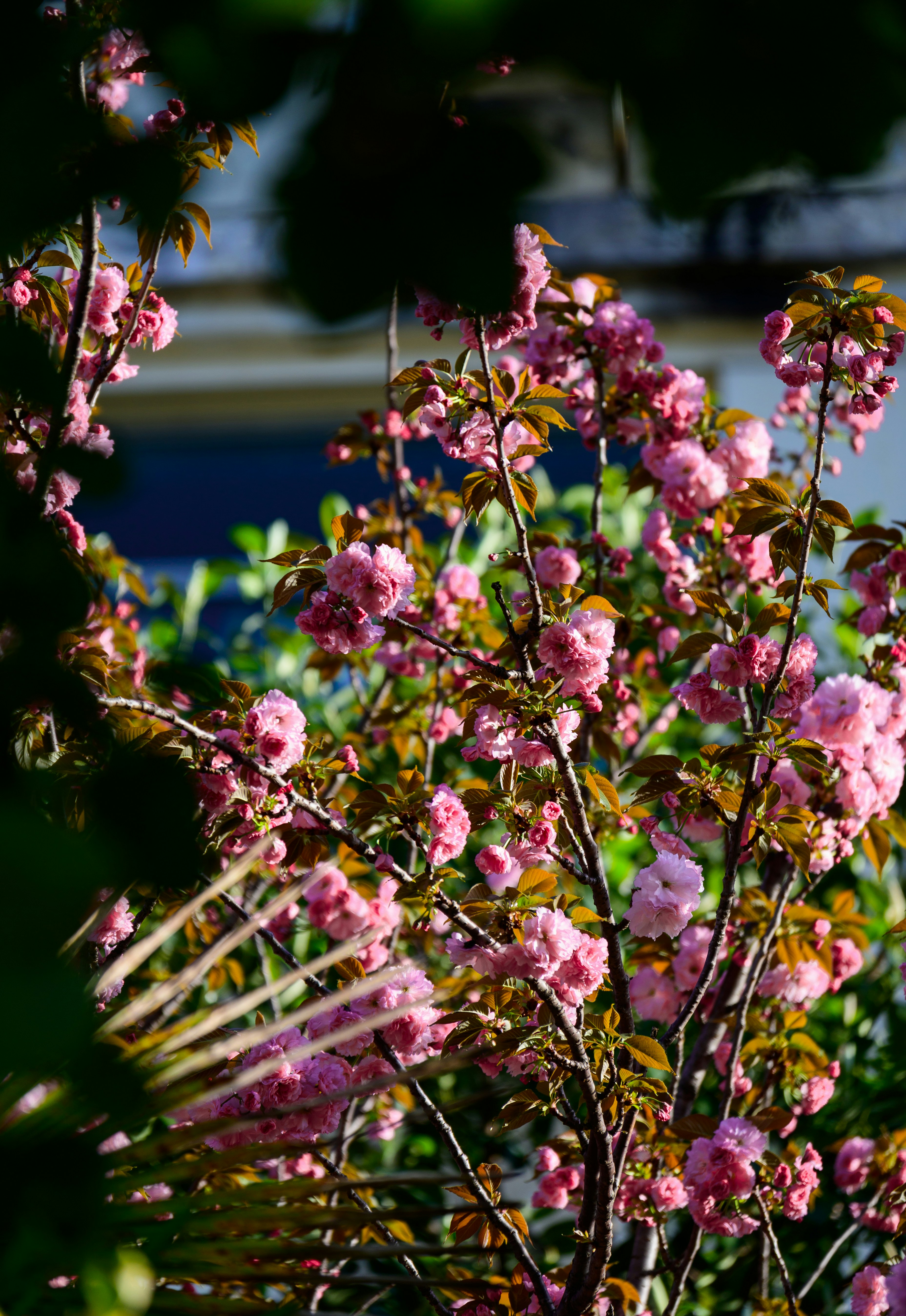 A bush with pink flowers and green leaves photo – Free China Image on ...