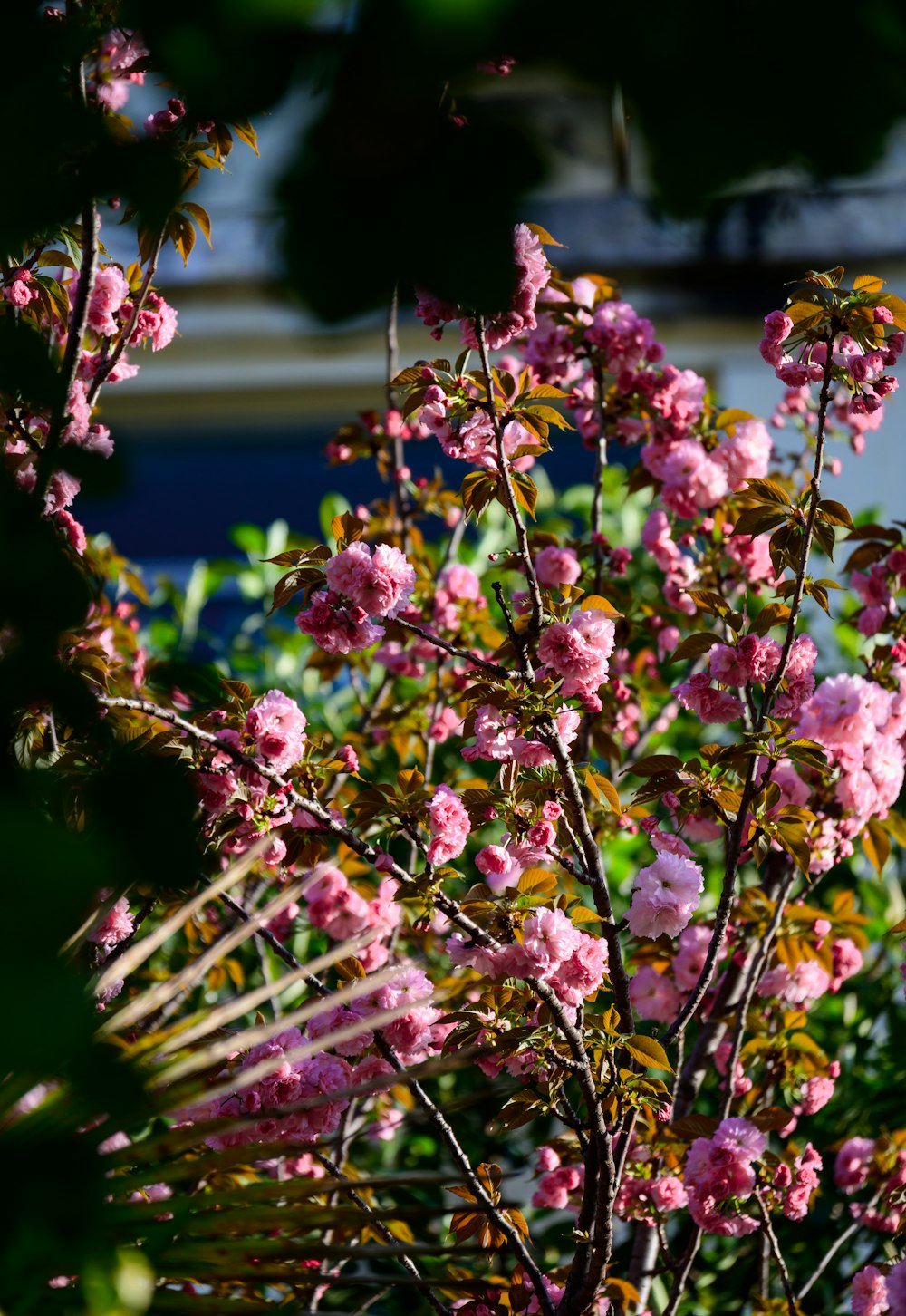 un arbusto con flores rosadas y hojas verdes