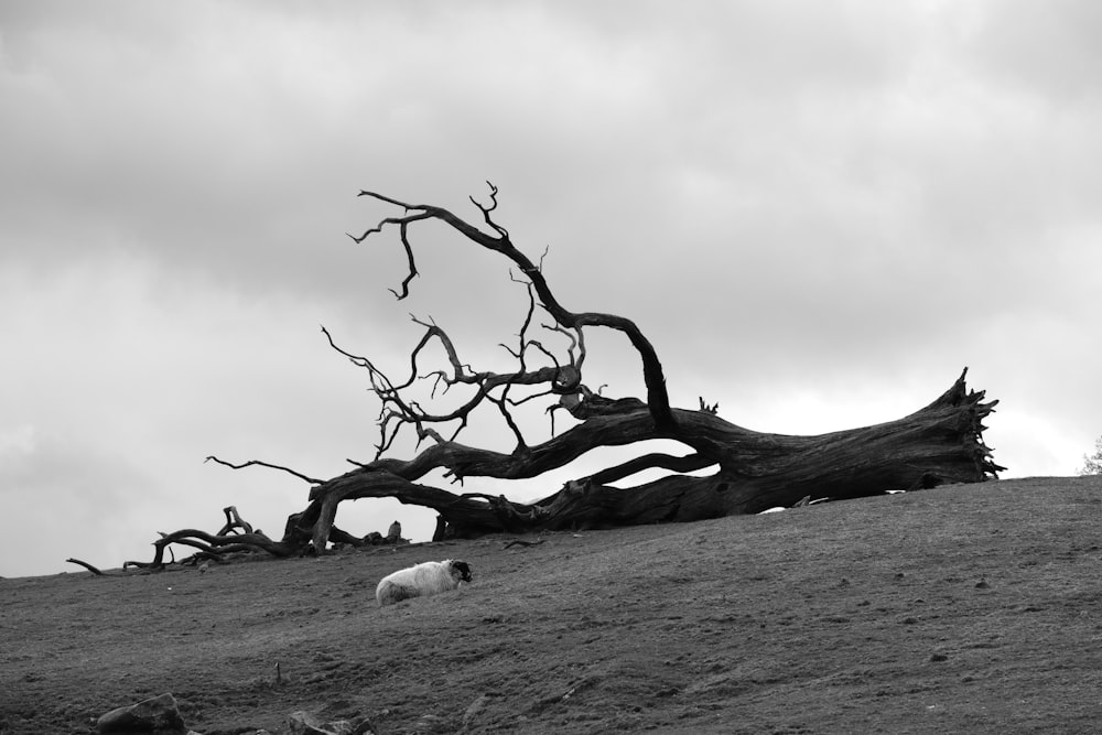a black and white photo of a dead tree