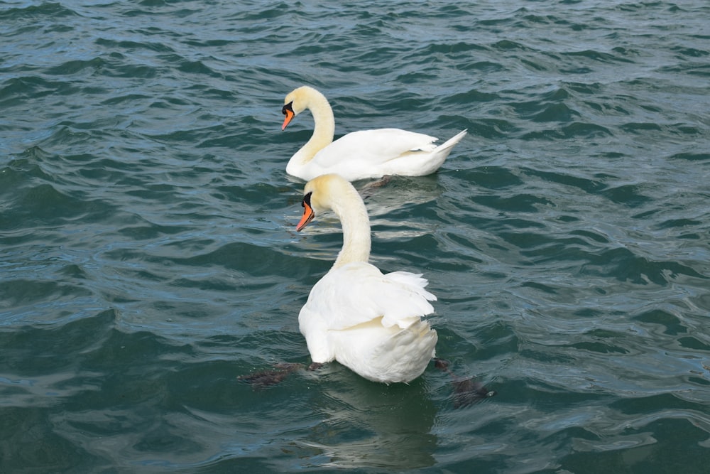 Dos cisnes blancos nadando en un cuerpo de agua