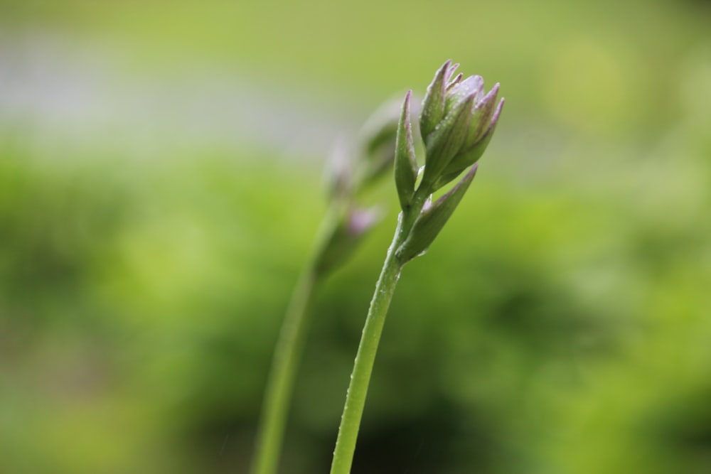 a close up of a flower with a blurry background