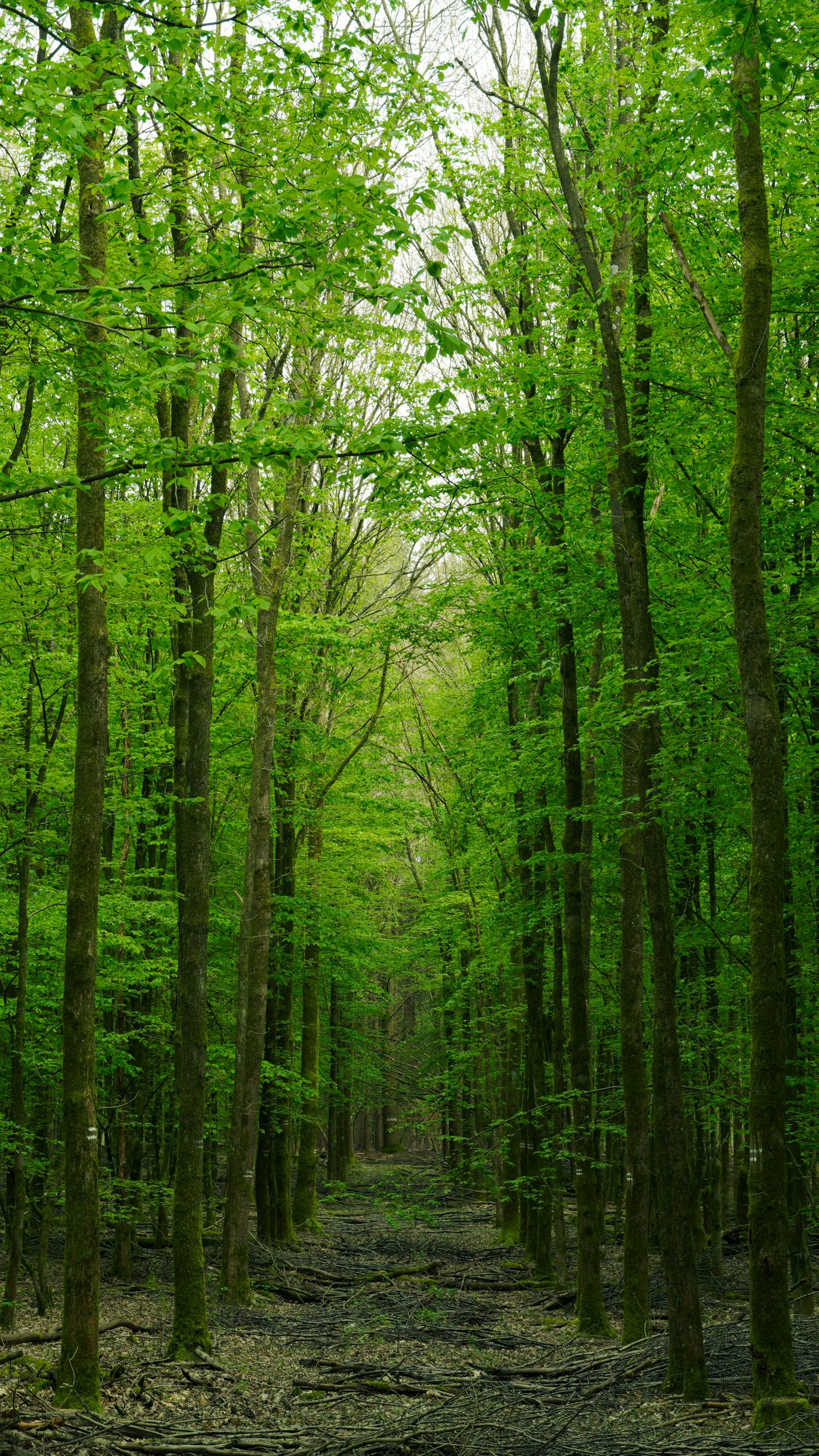 a path in the middle of a green forest