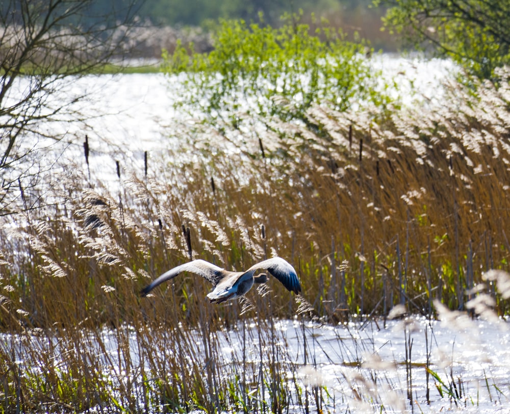 a couple of birds flying over a body of water