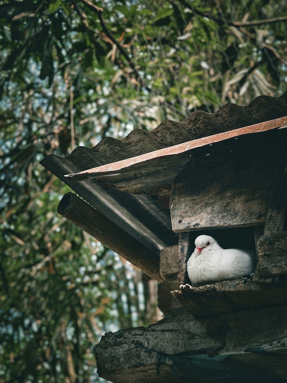a white bird is sitting in a birdhouse