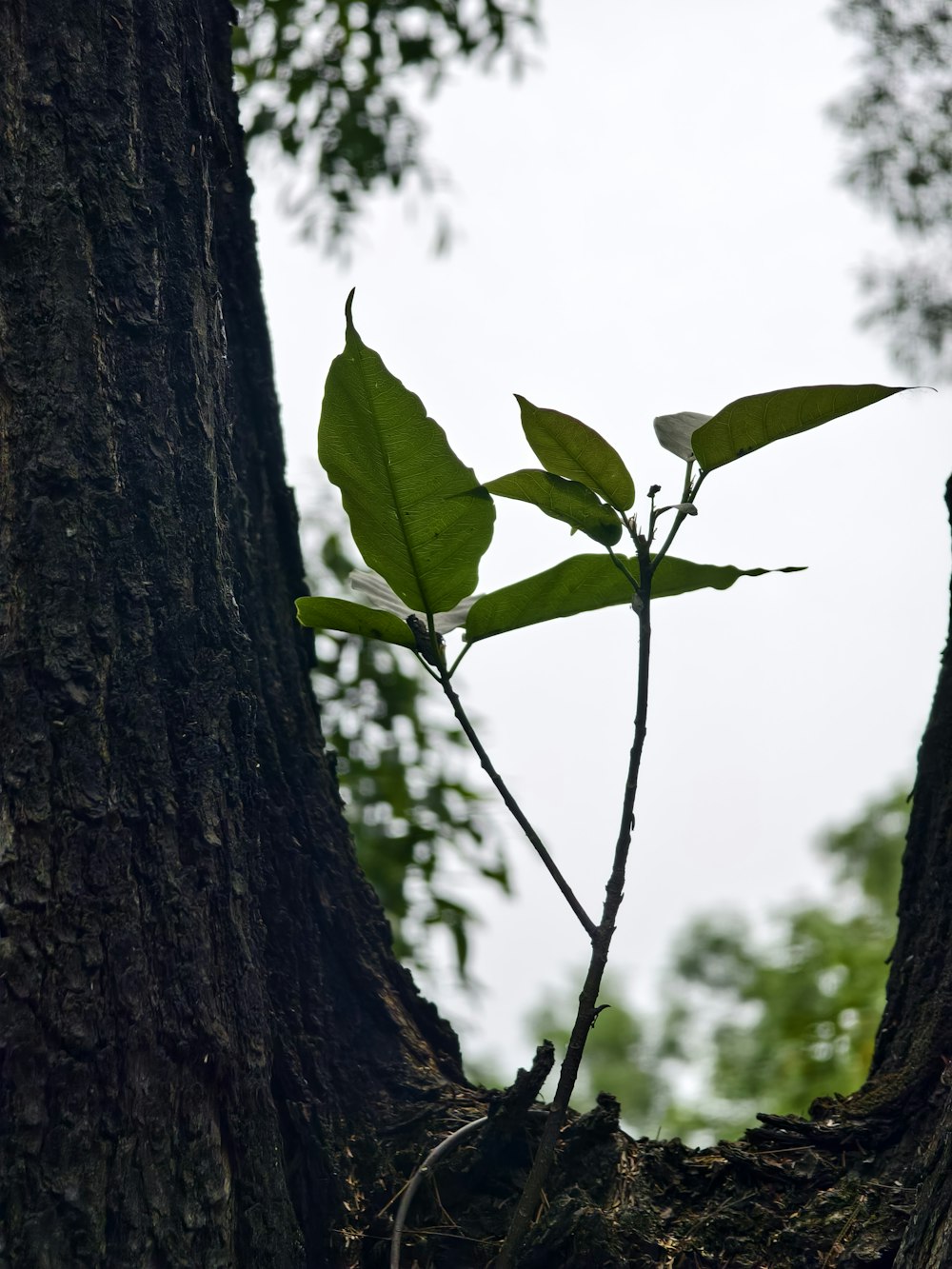 a small tree with a green leaf on it