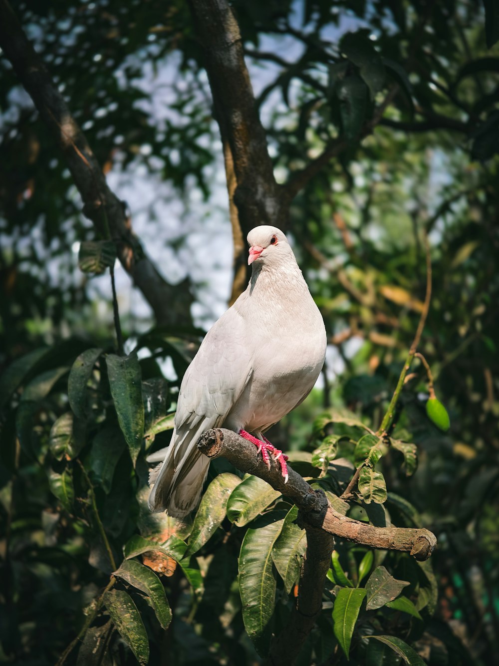 a white bird perched on top of a tree branch