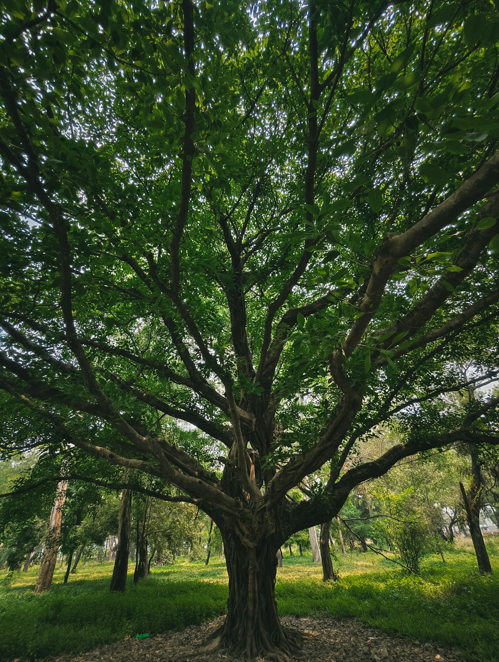 a large tree in the middle of a park
