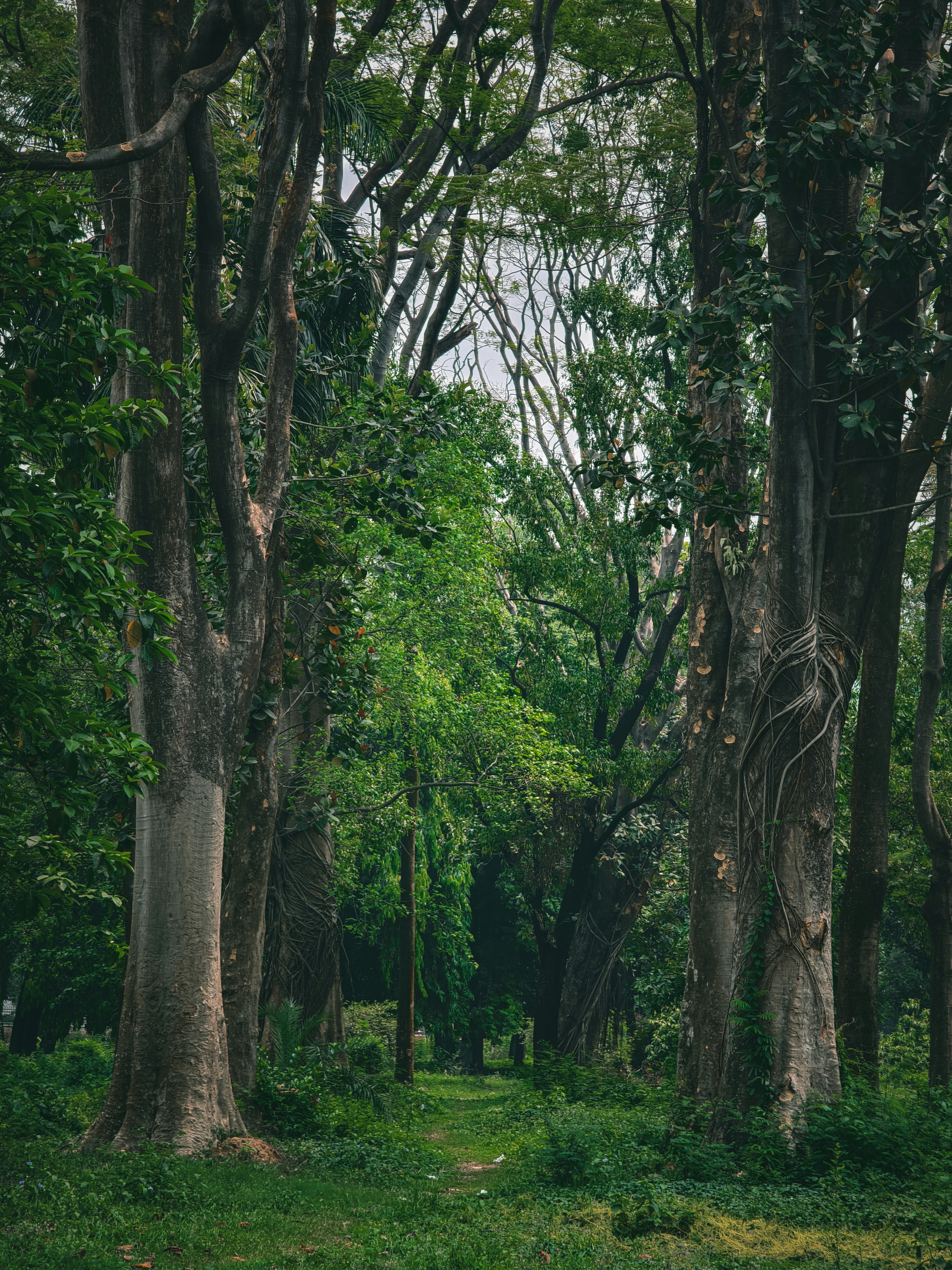 Vivo X100 Pro Sample Shots