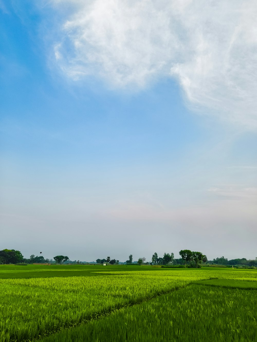 a field of green grass under a blue sky