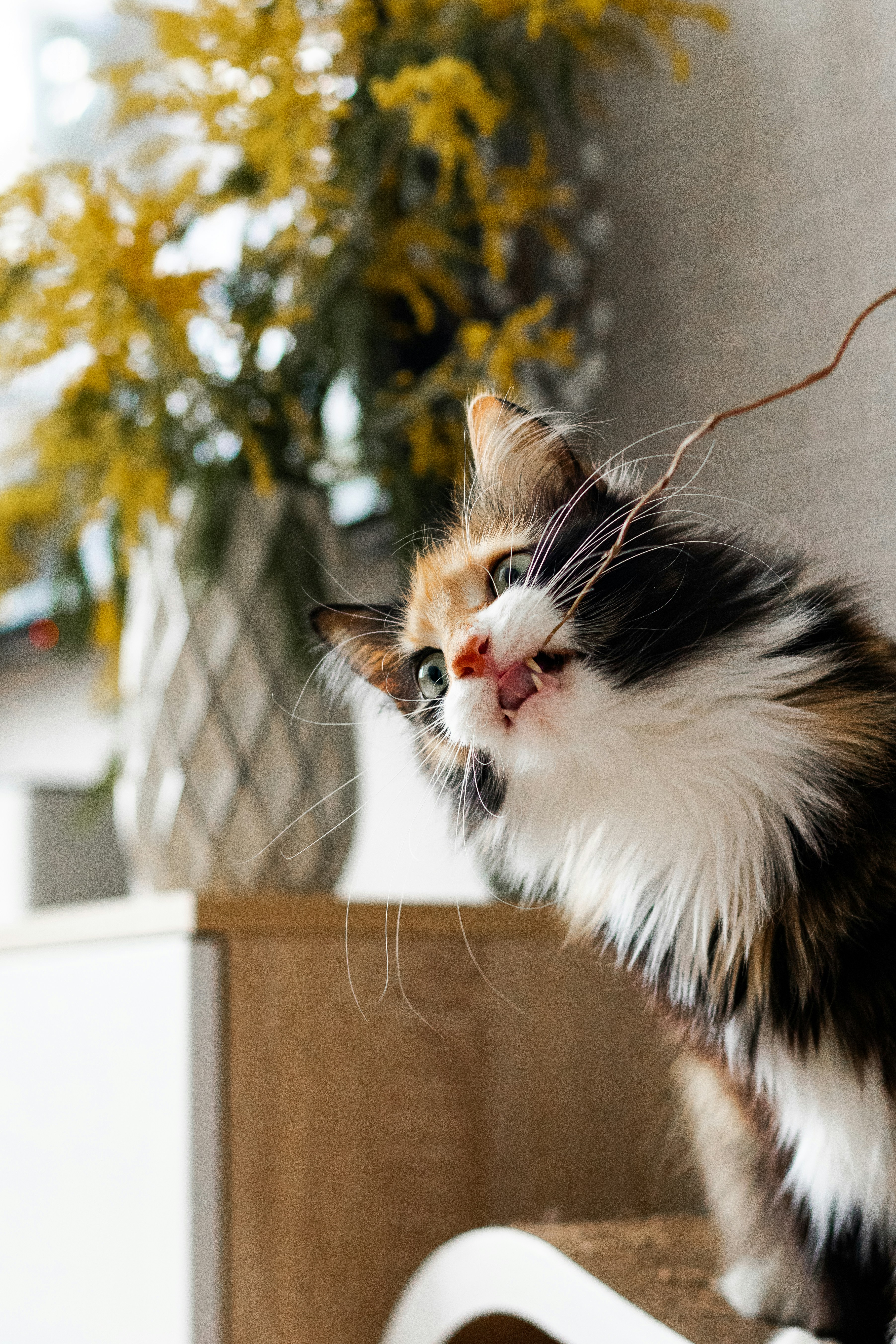 Un gato sentado encima de una mesa junto a un jarrón de flores